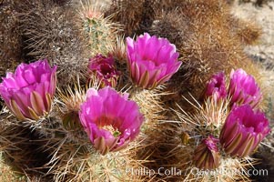 Springtime bloom of the hedgehog cactus (or calico cactus). Joshua Tree National Park, California, USA, Echinocereus engelmannii, natural history stock photograph, photo id 09086