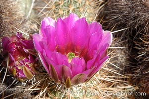 Springtime bloom of the hedgehog cactus (or calico cactus). Joshua Tree National Park, California, USA, Echinocereus engelmannii, natural history stock photograph, photo id 09089
