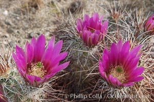 Springtime bloom of the hedgehog cactus (or calico cactus), Echinocereus engelmannii, Joshua Tree National Park, California