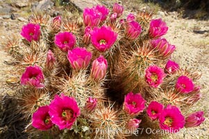 Hedgehog cactus blooms in spring, Echinocereus engelmannii, Joshua Tree National Park, California