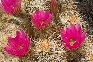 Hedgehog cactus blooms in spring, Echinocereus engelmannii, Joshua Tree National Park, California