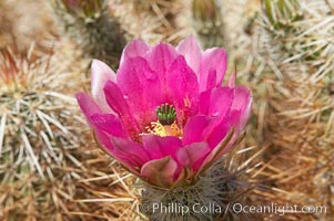 Hedgehog cactus blooms in spring, Echinocereus engelmannii, Joshua Tree National Park, California