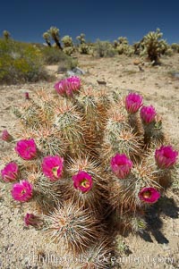 Hedgehog cactus blooms in spring, Echinocereus engelmannii, Joshua Tree National Park, California