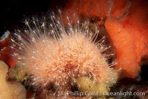 Hedgehog hydroid cluster. San Miguel Island, California, USA, Hydractinia milleri, natural history stock photograph, photo id 01036