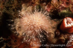 Hedgehog hydroid cluster, Hydractinia milleri, San Miguel Island