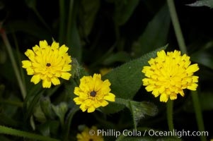 Crete weed blooms in spring, Batiquitos Lagoon, Carlsbad, Hedypnois cretica