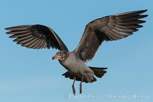 Heermann's gull, immature, in flight, Larus heermanni, La Jolla, California
