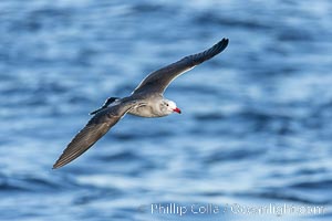 Heermann's gull in flight over the ocean, Larus heermanni, La Jolla, California