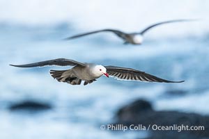 Heermann's Gulls in Flight with Ocean Background, Larus heermanni, La Jolla, California