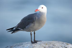 Heermanns gull, adult breeding plumage, Larus heermanni, La Jolla, California