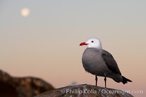 Heermanns gull, moon setting, sunrise.