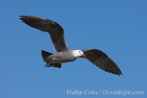 Heermanns gull in flight, Larus heermanni, La Jolla, California