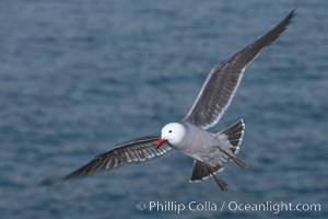 Heermanns gull in flight, Larus heermanni, La Jolla, California