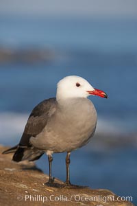 Heermanns gull, Larus heermanni, La Jolla, California