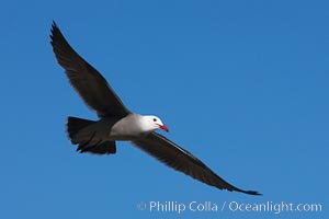 Heermanns gull in flight, Larus heermanni, La Jolla, California