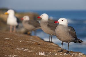 Heermanns gulls, Larus heermanni, La Jolla, California