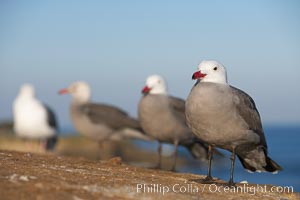 Heermanns gulls, Larus heermanni, La Jolla, California