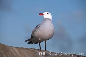 Heermanns gull, Larus heermanni, La Jolla, California