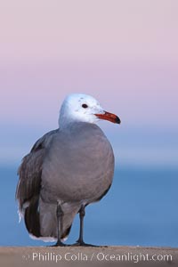 Heermanns gull, presunrise purple-pink glow in the distant sky, Larus heermanni, La Jolla, California