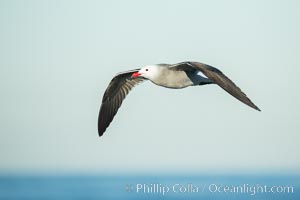 Heermanns gull in flight, Larus heermanni, La Jolla, California