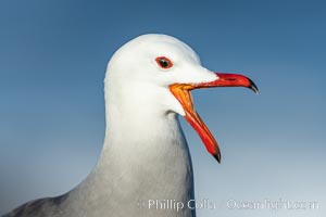 Heermanns gull portrait with open beak, La Jolla, California, Larus heermanni