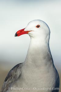 Heermanns gull portrait, La Jolla, California, Larus heermanni