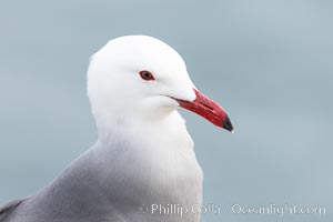 Heermanns gull portrait, La Jolla, California, Larus heermanni