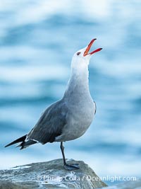 Heermanns gull portrait with open beak, La Jolla, California, Larus heermanni