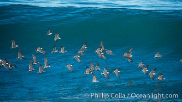 Flock of Heermanns gulls in flight in front of a big wave, Larus heermanni, La Jolla, California