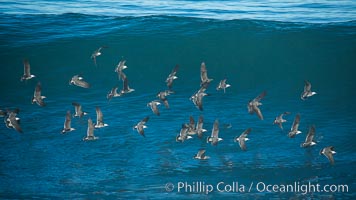 Flock of Heermanns gulls in flight in front of a big wave