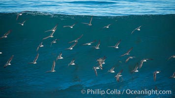 Flock of Heermanns gulls in flight in front of a big wave, Larus heermanni, La Jolla, California