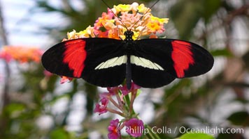 Small postman butterfly, Heliconius erato