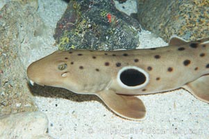 Epaulette shark.  The epaulette shark is primarily nocturnal, hunting for crabs, worms and invertebrates by crawling across the bottom on its overlarge fins, Hemiscyllium ocellatum