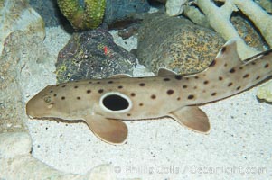 Epaulette shark.  The epaulette shark is primarily nocturnal, hunting for crabs, worms and invertebrates by crawling across the bottom on its overlarge fins, Hemiscyllium ocellatum