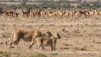 Herd of Impala are Alert to Passing Lions, Mara North Conservancy, Kenya, Panthera leo