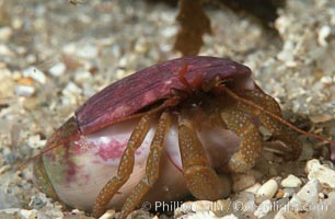 Hermit crab in olive shell. Monterey, California, USA, Olivella biplicata, Pagurus granosimanus, natural history stock photograph, photo id 01033