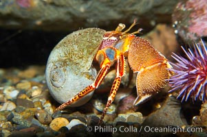 Hermit crab. Hermit crabs wear shells to protect their soft abdomens, which are asymmetrical and curved to fit the spiral shape of their shell. Like all crabs, hermit crabs are decapods; they have five pairs of legs, including a pair of claws. One claw is much larger than the other, the hermit crab uses it for defense and food shredding while it uses the smaller claw for eating. The second and third pairs of legs help the crab walk, and the last two pairs hold the hermit crab in its shell, Pagurus