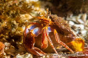 Hermit Crab, Browning Pass, Vancouver Island