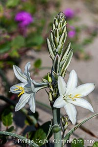 Desert Lily blooms in the sandy soils of the Colorado Desert.  It is fragrant and its flowers are similar to cultivated Easter lilies, Hesperocallis undulata, Anza-Borrego Desert State Park, Borrego Springs, California