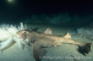 Horn shark, Heterodontus francisci eating opalescent squid eggs on a sandy ocean floor, La Jolla, California.