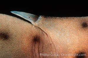 Horn shark dorsal barb, Heterodontus francisci, La Jolla, California