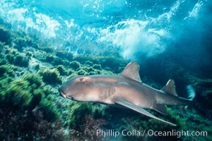 Horn shark, Heterodontus francisci, Guadalupe Island (Isla Guadalupe)