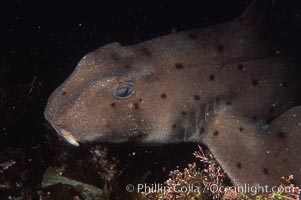 Horn shark, Heterodontus francisci