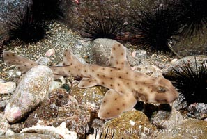 Juvenile horn shark, Heterodontus francisci, Guadalupe Island (Isla Guadalupe)