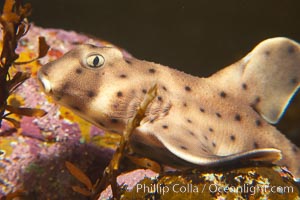 Juvenile horn shark, Heterodontus francisci