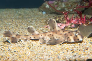 Juvenile horn shark, Heterodontus francisci