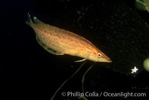 Giant kelpfish, Heterostichus rostratus, San Clemente Island