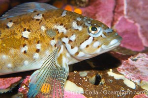 Kelp greenling, male.  Male kelp greenlings are brightly colored in contrast to the drab females, Hexagrammos decagrammus