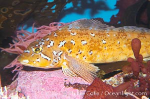 Kelp greenling, male.  Male kelp greenlings are brightly colored in contrast to the drab females, Hexagrammos decagrammus