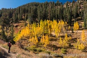 Hiker and aspen trees, Mineral King, California, Sequoia National Park